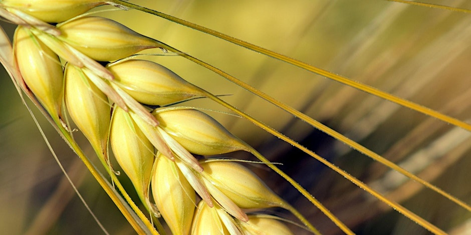 IBH Seminar: Boosting plant regeneration accelerates wheat improvement