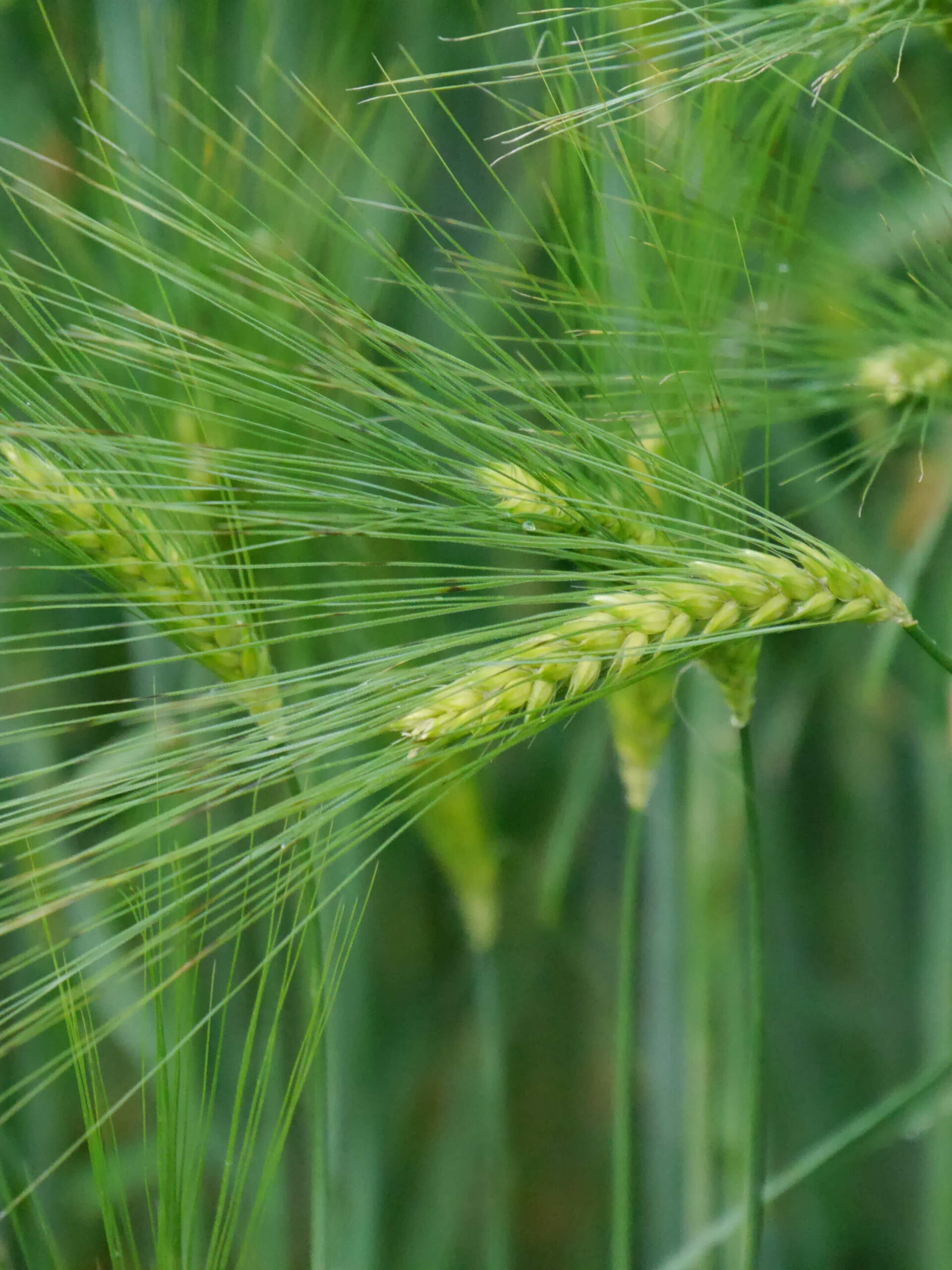 IBH Seminar: First insights into the pre-anthesis tip degeneration of the barley inflorescence