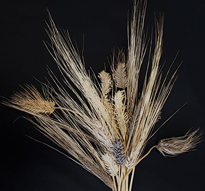The barley pan-genome reveals the hidden legacy of mutation breeding