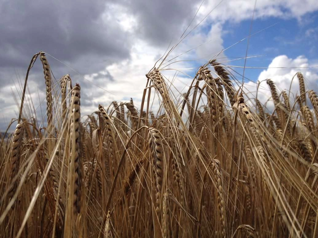 New study could sow seeds of change for barley