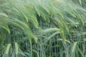 Cereals in Practice 2015