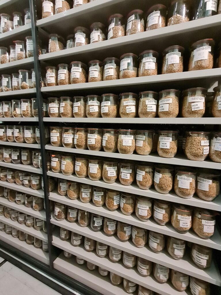 The barley germplasms IPK Seedbank