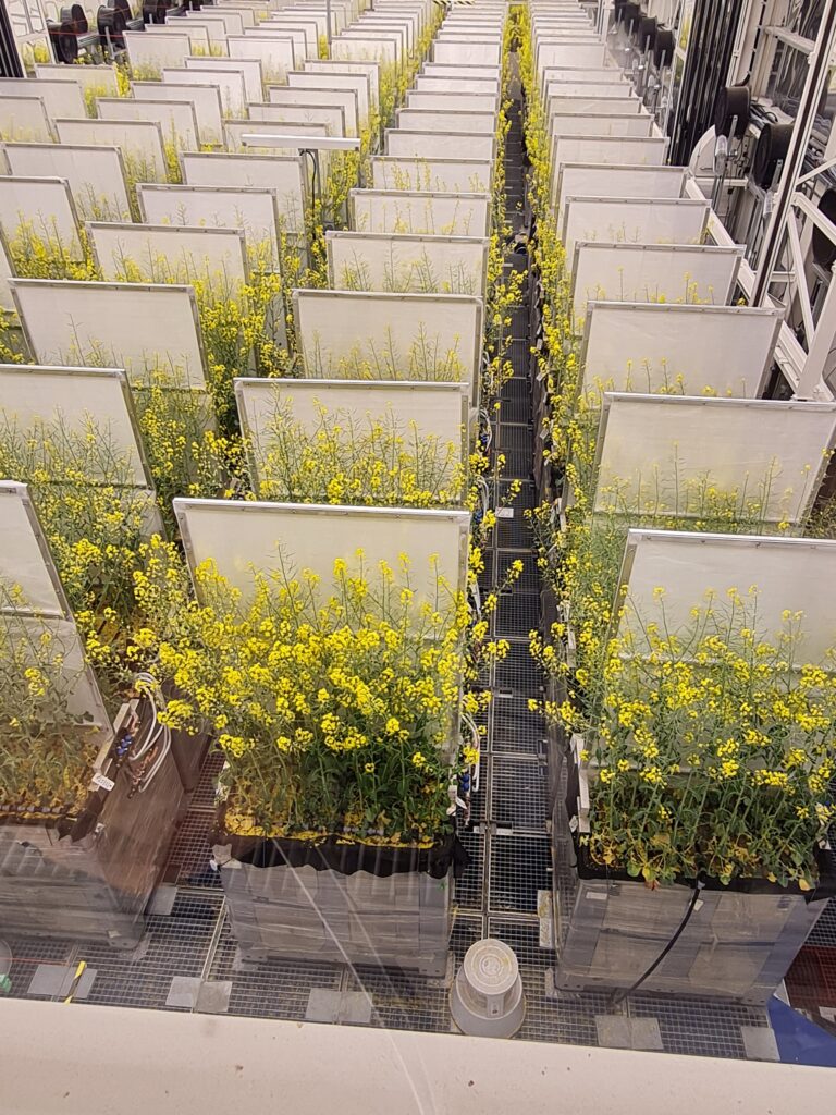 Field like container