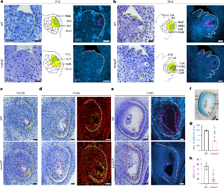 MADS31 supports female germline development by repressing the post-fertilization programme in cereal ovules