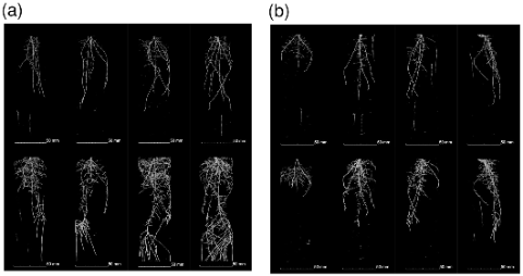 Size Matters: Influence of Available Soil Volume on the Root Architecture and Plant Response at Transcriptomic and Metabolomic Levels in Barley