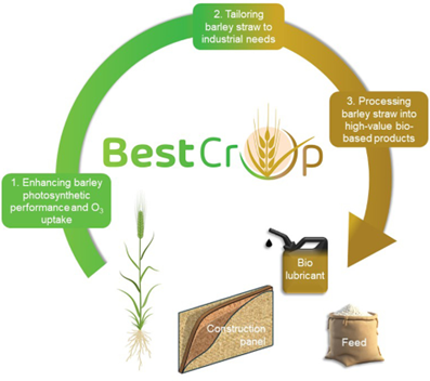 Boosting photosynthesis opens new opportunities for agriculture sustainability and circular economy: The BEST-CROP research and innovation action